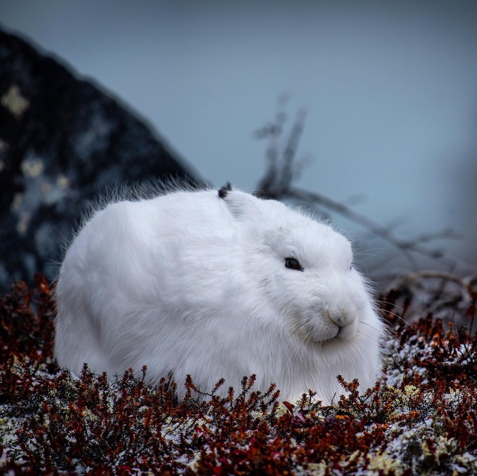 Arctic Hare in Churchill.