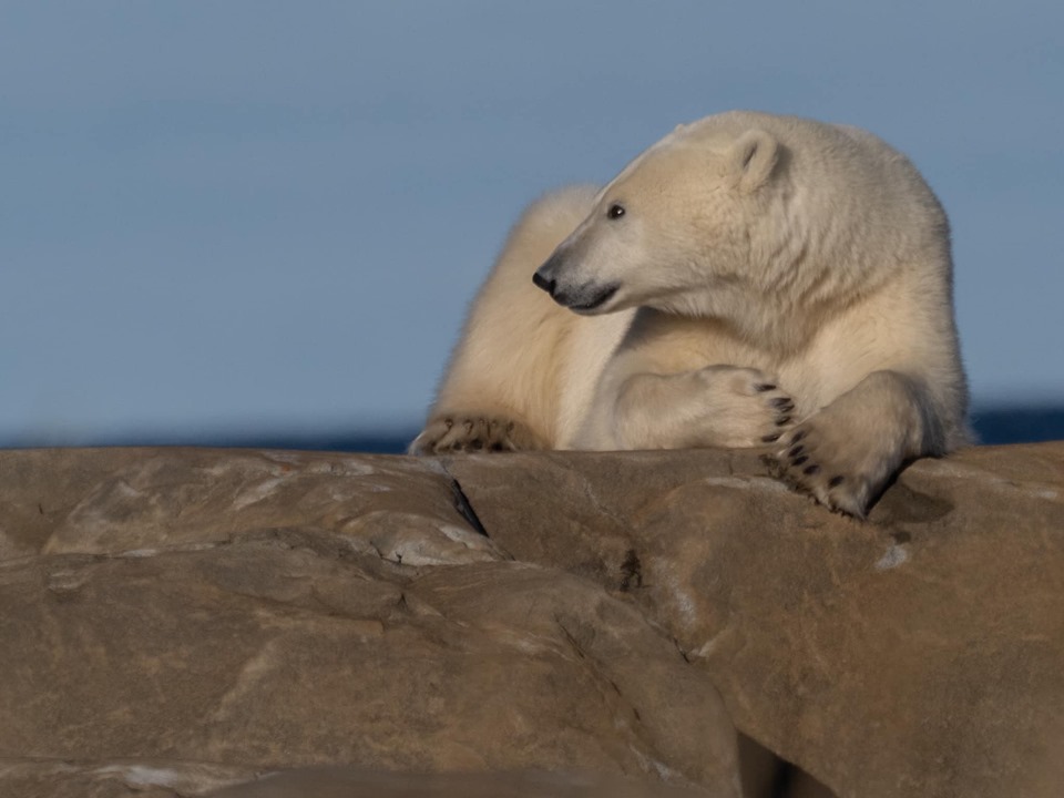 Polar bear in Churchill.