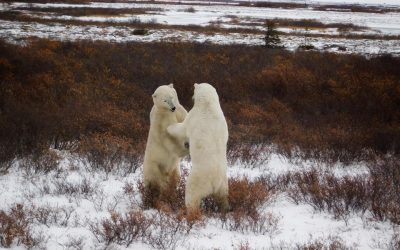 Churchill Polar Bear Report