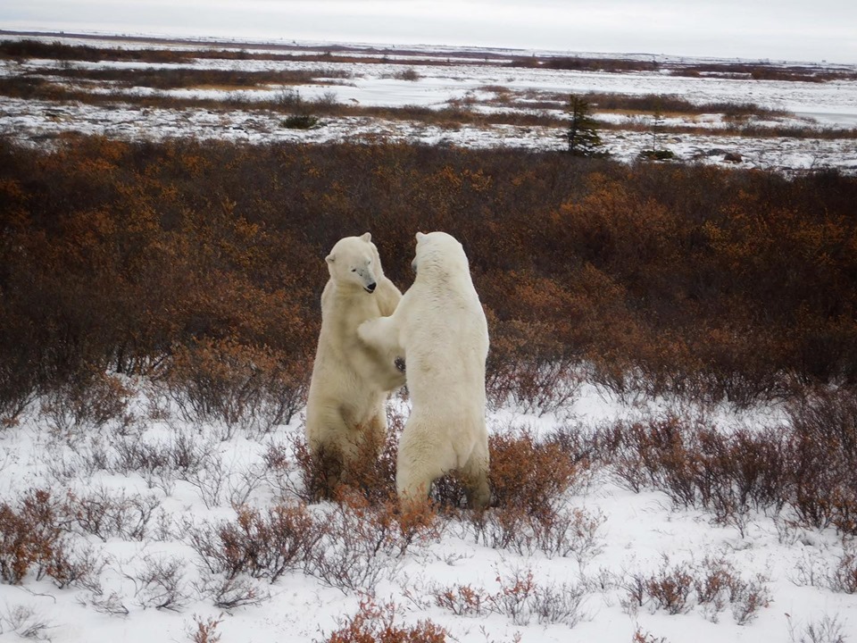 polar bears sparring in Churchill