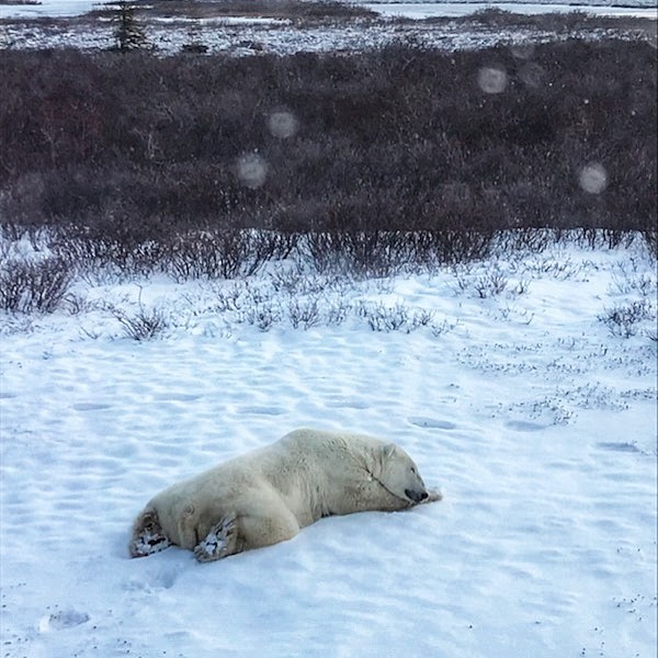polar bear sleeping in Churchill, Manitoba