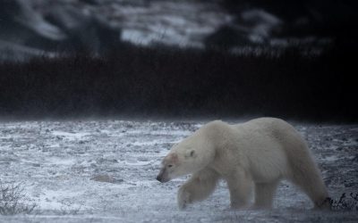 Churchill Photos of the Week