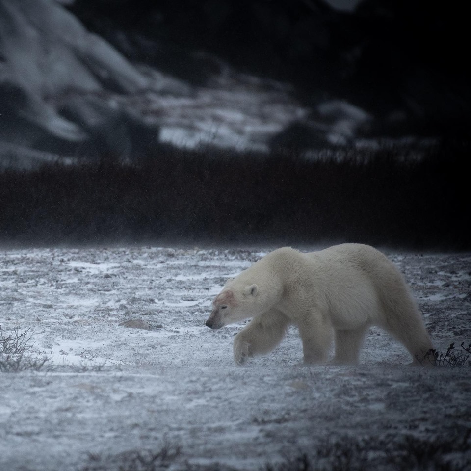 polar bear in Churchill, Manitoba