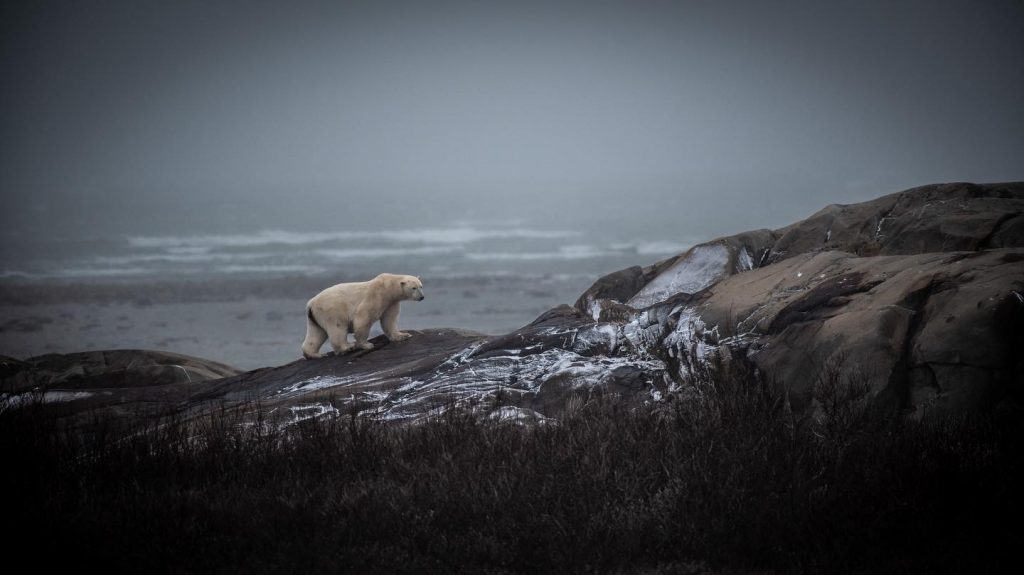 polar bear on the coast in Churchill