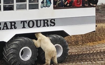 Churchill Polar Bear Season Notes