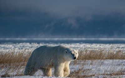Churchill Field Report – Ice Recedes