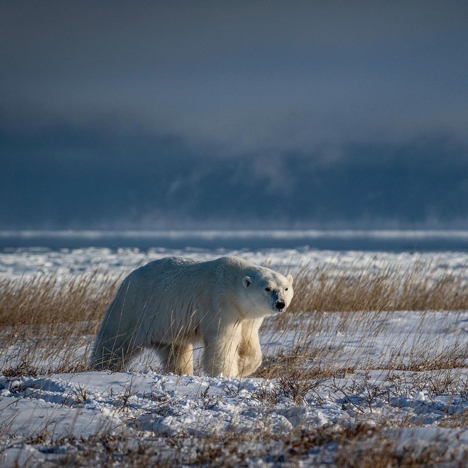 polar bear churchill, Manitoba