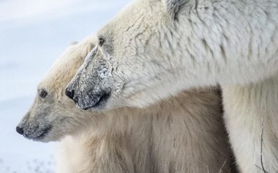 International Polar Bear Day