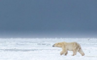 Churchill Weekly Video- Vintage Winter Scenes