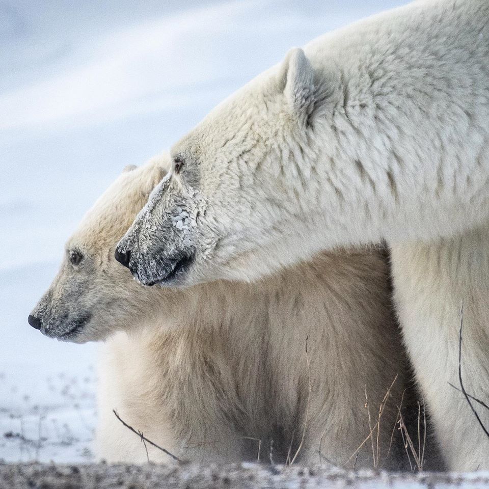 Churchill polar bears