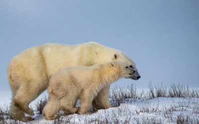 Churchill Polar Bear Report – Ice Bears
