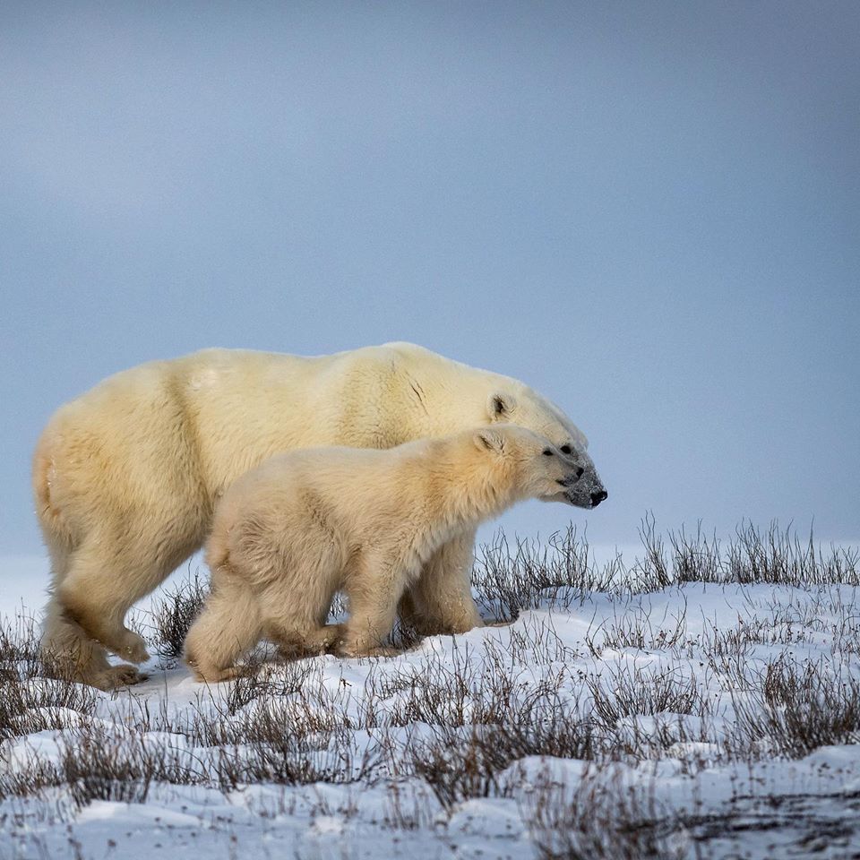Polar bear sow and cub in Churchill.