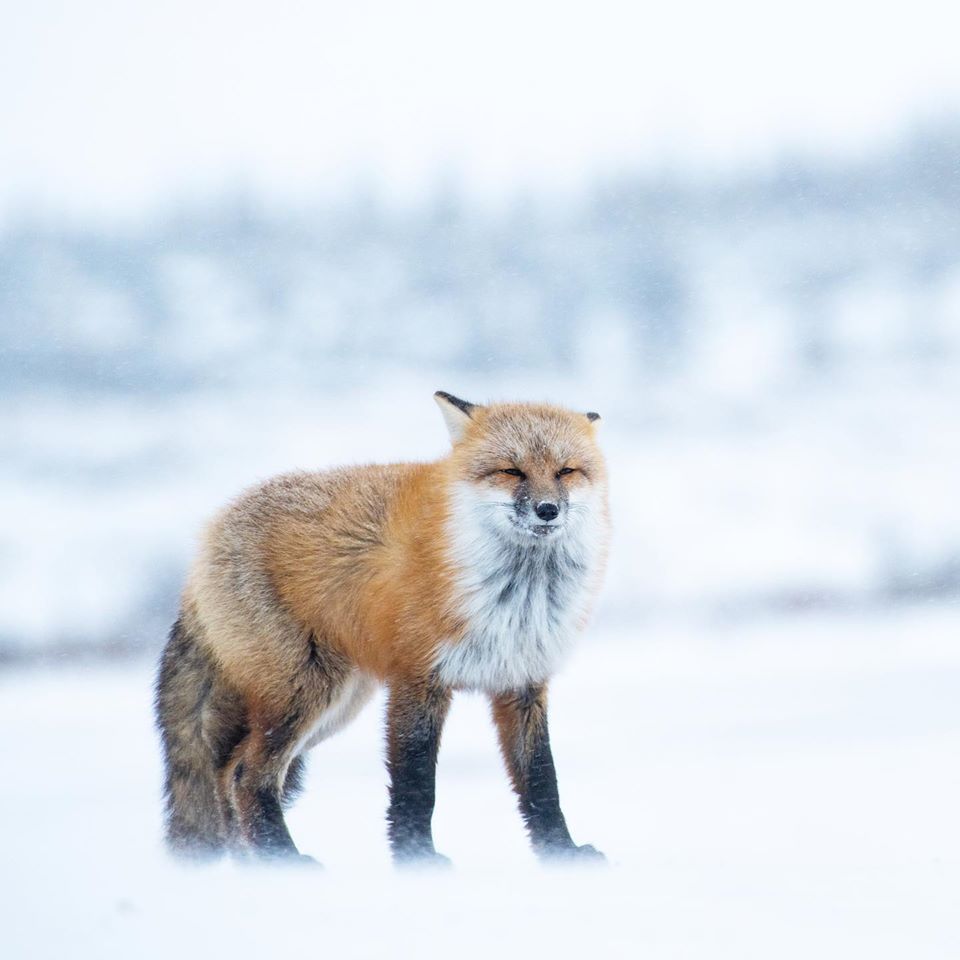 Red fox braves the wind and fog in Churchill