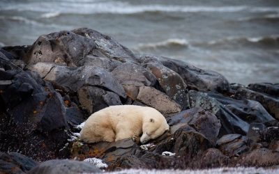 Churchill Polar Bear Report – Winter Looming