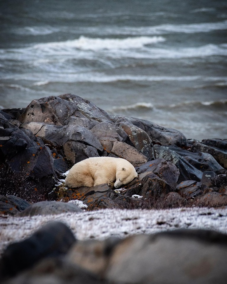 churchill polar bears