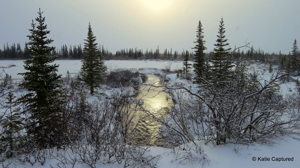 boreal forest in churchill