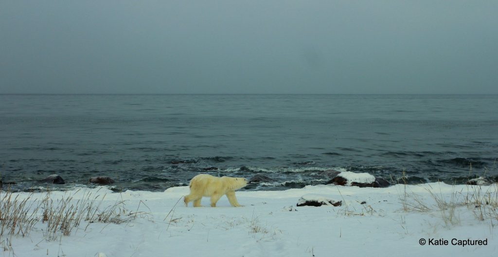 Polar bear near Hudson Bay in Churchill, Manitoba
