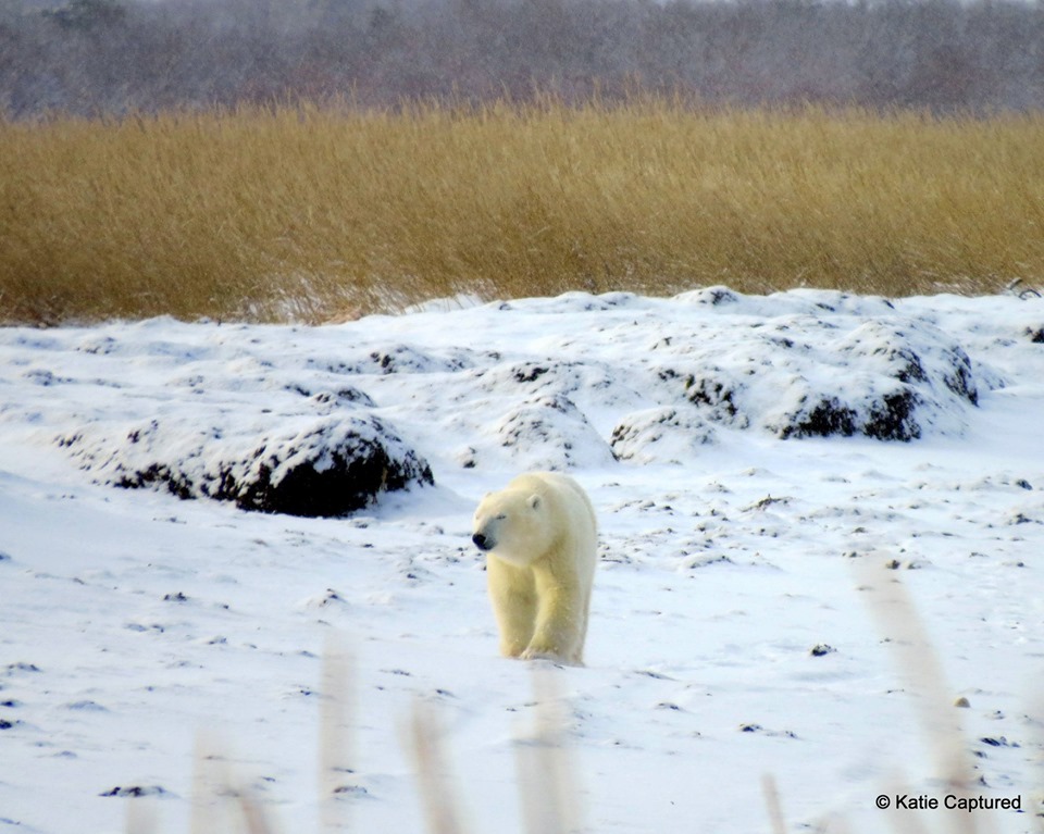 polar bear in Churchill
