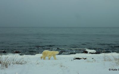 Churchill Polar Bear Report – Wildlife Abounds