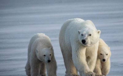 Churchill Polar Bear Report – November Freeze