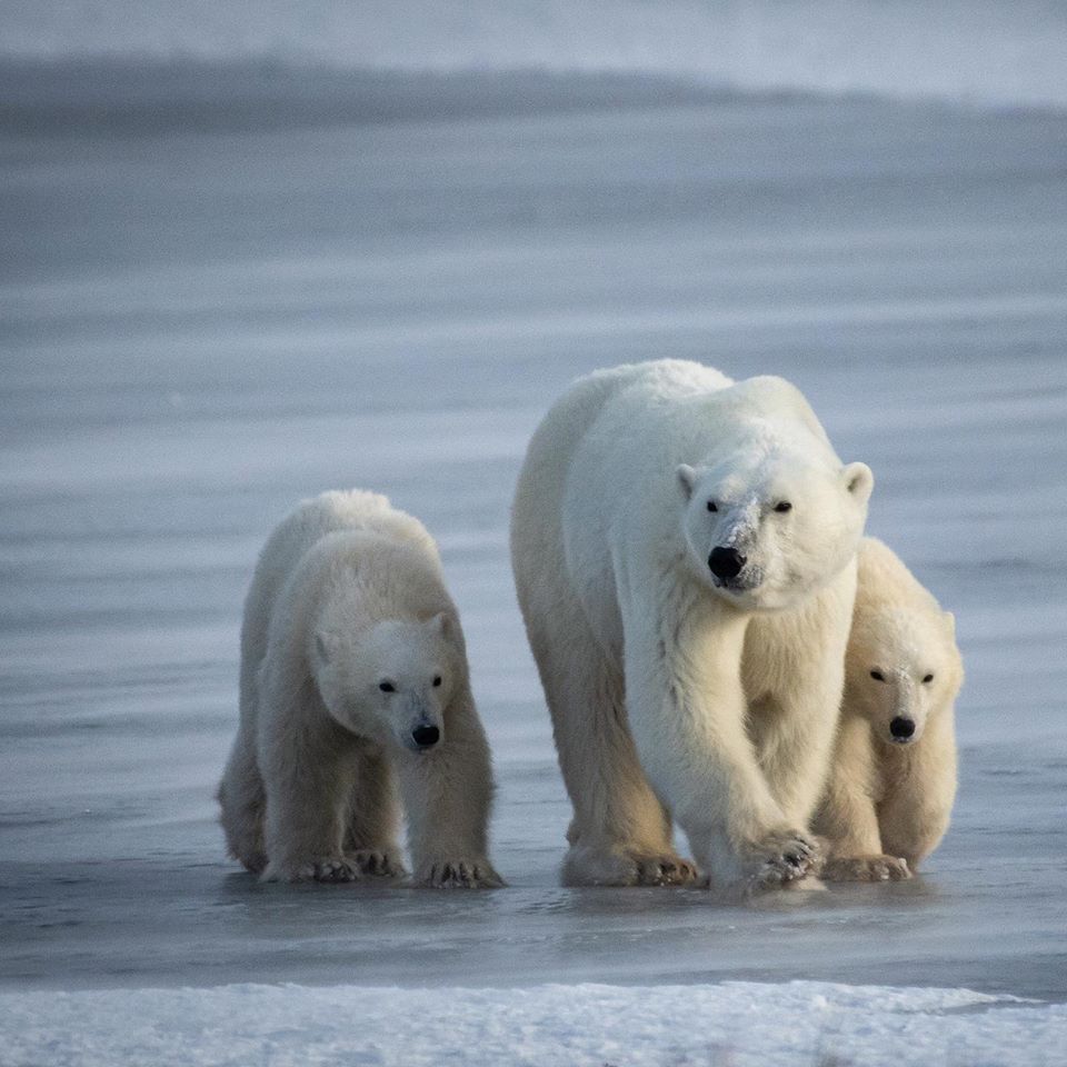 polar bear family in Churchill