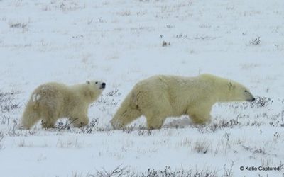 Churchill Polar Bear Report – Bears and Hares