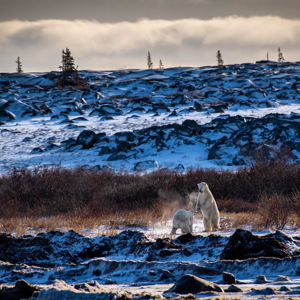Polar bears sparring in Churchill.
