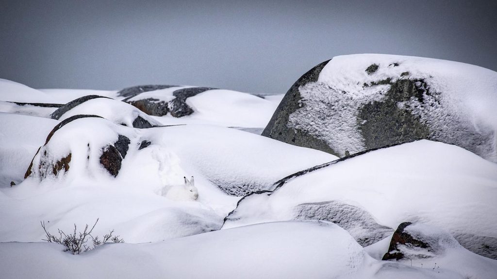 Arctic Hare in Churchill