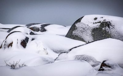 Churchill Photo of the Week – Where’s the Hare?