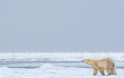 Churchill Polar Bear Warning!