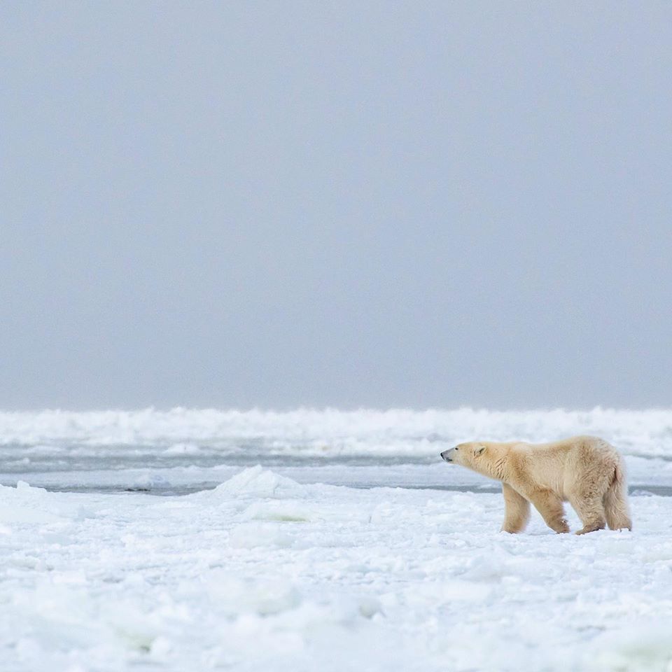 polar bear in Churchill
