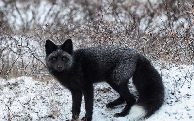 Churchill Weekly Photo – Silver Fox